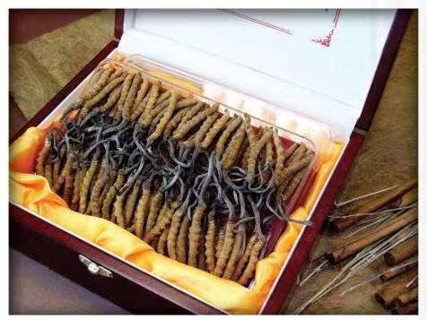 湖里冬虫夏草回收